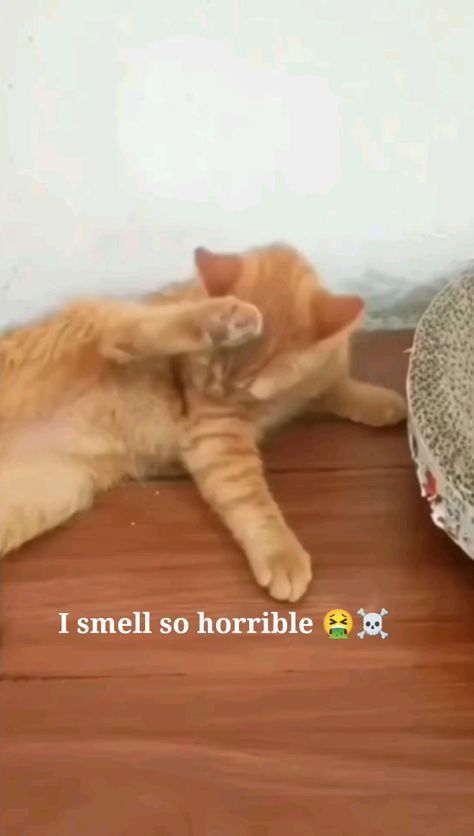 Animals Making Funny Faces, Funny Animal Videos Try Not To Laugh, Dogs And Cats Funny, Funny Cats And Dogs Videos, Crazy Cats Videos, Funny Animal Videos Can't Stop Laughing, Funny Dog Gif, Puppy Videos Funny, Funny Doggos