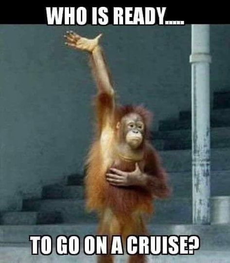 Cruise Quotes, Morning Board, Morning Memes, Good Morning Funny Pictures, Stronger Together, Vacation Quotes, Morning Quotes Funny, Good Morning Funny, Holiday Quotes