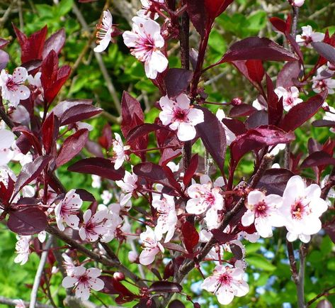 Bloom photo of Purple Leaf Sand Cherry (Prunus x cistena) uploaded to Garden.org by HemNorth Sand Cherry Shrub, Sand Cherry Tree, Purple Leaf Sand Cherry, Sand Cherry, Memory Garden, Front Flower Beds, Flower Sign, Patio Trees, Gothic Garden