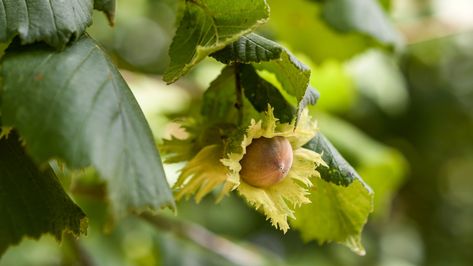 This guide covers how to grow and care for American hazelnuts, including planting, pest control, and harvesting tips. American Hazelnut, Hazelnut Tree, Fast Growing Trees, Organic Fertilizer, One Tree, Potting Soil, Fast Growing, Mulch, Beautiful Tree