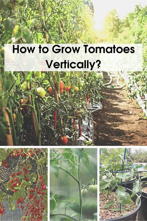 Growing tomatoes vertically is ideal for those who are looking to save up space and increase the harvest. There are numerous ways to utilize vertical space for growing tomatoes, including trellising, stakes, cages, and hanging baskets. In this post, we'll discuss how to grow tomatoes vertically and which varieties to choose from. Grow Tomatoes Vertically, Growing Tomatoes Vertically, Climbing Tomatoes, Growing Roma Tomatoes, Tall Trellis, How To Grow Cherries, Growing Cherry Tomatoes, Vegtable Garden, How To Grow Tomatoes