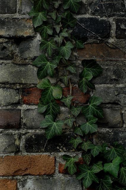 Painted Brick Walls, Deep Winter Colors, Ivy Wall, Ivy Vine, English Ivy, Ivy House, Ivy Plants, Green Ivy, Painted Brick