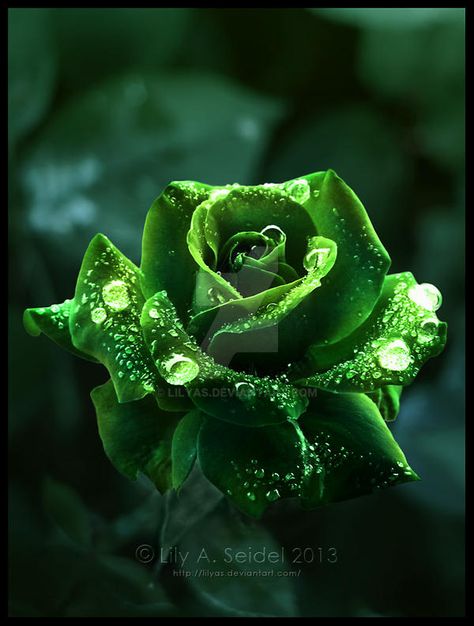 Dark Green Roses Aesthetic, Take Care Of Plants, Queen Of The Forest, Small Creatures, Grow Flowers, Rare Roses, Rosé Aesthetic, Dark Flowers, Rose Pictures