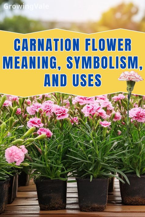 Carnation Flower Meaning Carnation Flower Meaning, Growing Carnations, Sacred Flower, Carnation Bouquet, Carnation Flowers, Reading More, Kings And Queens, Flower Meanings, Carnation Flower