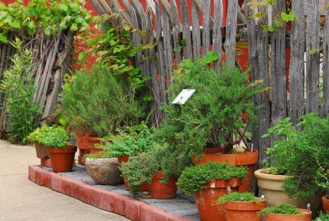 Overwintering herbs: Protect rosemary, others from cold, soggy soil - oregonlive.com Herbs In Pots, Growing Herbs In Pots, Large Concrete Planters, Growing Raspberries, Growing Herbs Indoors, Garden Cactus, Tattoo Plant, Herb Containers, Overwintering