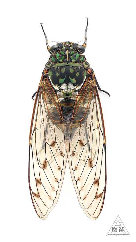 Cicada Anatomy, Cicada Photography, Cicada Painting, Bug Wings, Entomology Illustration, Insect Painting, Cicada Art, Insect Anatomy, Cicada Wings