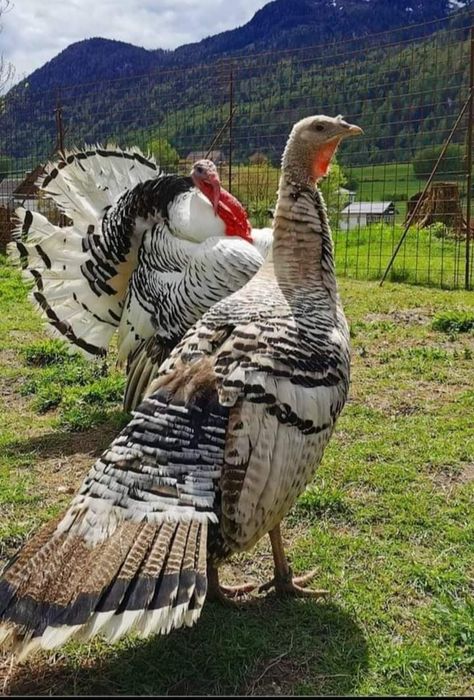 Turkey Breeds, Como Plantar Pitaya, Animals Name In English, Turkey Images, Birds Photography Nature, Chicken Bird, Beautiful Chickens, What Is A Bird, Chicken Garden