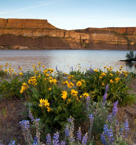 Meadow Mountain, Oregon Aesthetic, Landscape Meadow, Flower Forest, Child Of The Universe, Lake Washington, Eastern Washington, Eastern Oregon, Spring Wildflowers