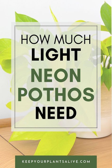 How much light do Neon Pothos need for optimal growth? Learn the essential facts about Neon Pothos light requirements. Neon Pothos Care, Golden Pothos Care, Pothos Plants, Indoor Plants Styling, Neon Pothos, Lucky Plant, Golden Pothos, Money Plant, Pothos Plant