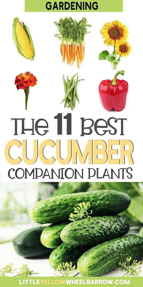 Companion Plants For Cucumbers, Small Container Garden, Cucumber Companion Plants, Natural Gardens, Companion Planting Guide, Companion Planting Chart, Cucumber Gardening, Companion Planting Vegetables, Companion Gardening