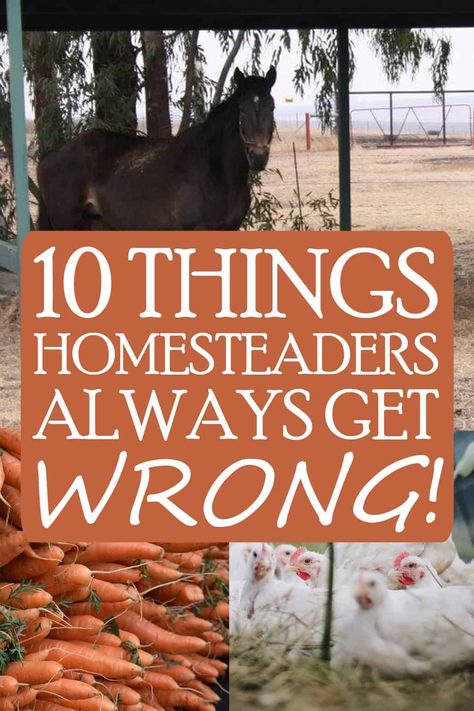 Homestead Building Projects, Homestead Land Layout, Farming Tips And Tricks, Homesteading For Beginners Step By Step, Homesteading For Beginners Diy, 3 Acre Homestead Layout, Homestead Layout 5 Acres, Florida Homesteading, 10 Acre Homestead Layout