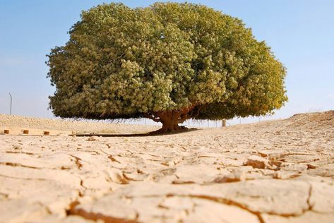 Sahabi tree in Jordan Ginkgo Tree, Lone Tree, Old Trees, Ancient Tree, Unique Trees, Tree Hugger, Nature Tree, Tree Forest, Jolie Photo