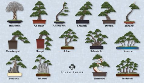 Types Of Bonsai Trees, Bonsai Tree Types, Bonsai Techniques, Bonsai Styles, Bonsai Art, Miniature Trees, Bonsai Plants, Bonsai Trees, Bonsai Garden