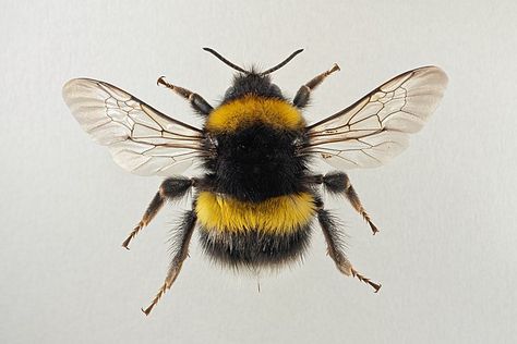 White-Tailed Bumblebee - Irish Wildlife Trust Bee Painting, Bee Illustration, 강아지 그림, Bee Tattoo, Beautiful Bugs, Insect Art, Bee Art, Arte Inspo, Bugs And Insects