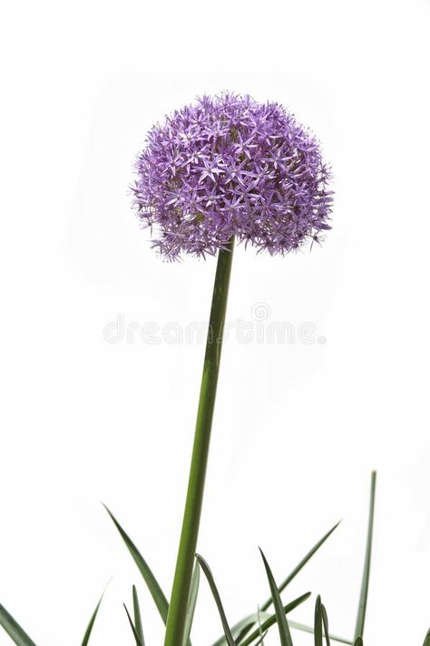 Allium Tattoo, Giant Allium, Allium Flower, Flower Stock, Background Black, Flower Tattoos, Black Background, Black Backgrounds, Dandelion