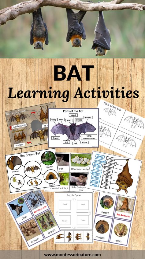 You are invited to download the Bat pack – learning printables for preschool and kindergarten children. Use this resource with clear true-to-life images and photographs to create hands-on science activities for your students. Children will learn the stages of the bat life cycle, and parts of a bat, practice sequencing skills, and work to improve their concentration and fine motor skills. This resource will come in handy when exploring winter animals, cave dwellers, or vertebrates and mammals. Bat Fine Motor Activities, Bat Kindergarten Activities, Preschool Bat Activities, Biodiversity Project Ideas, Bat Activities Preschool, Bats Preschool, Bat Facts For Kids, Bat Activities For Kids, Bat Lessons