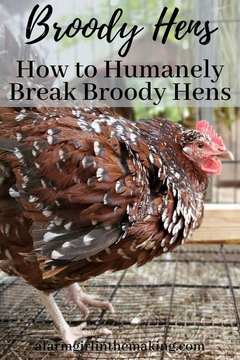 What To Do With A Broody Hen, How To Stop A Broody Hen, Brooding Chickens Hens, How To Break A Broody Hen, Broody Hen Coop, Broody Hen Tips, Big Chicken Breeds, Chicken Varieties, Broody Chicken