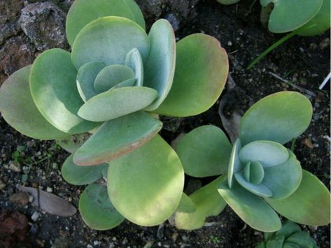 Flapjack Plant, Kalanchoe Thyrsiflora, Paddle Plant, Cabbage Plant, Inside Garden, Succulent Bonsai, Succulent Seeds, Sunny Window, Ice Sculpture