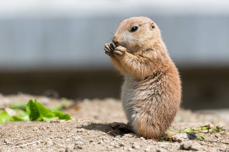 Hey Pet lovers!! Today We are here with information about a new pet – Prairie Dogs. A pet that is cute as well as exotic.   #prairiedogs #prairiedog #prairiedogsofinstagram #prairiedoglife #prairiedogsclub #prairiedoglover #prairiedogpet #pet #petstagram #prairiedogparents #prairiedoglove #prairiedogtown #prairiedogpets #petsofinstagram #perritodelapradera #prairiedogcentral #pets #prairiedogcute #petsagram #perritodelaspraderas #prairiedogstagram #prairiedoggin #prairiedogmagazine Prairie Dogs, Exotic Pet, Prairie Dog, A Squirrel, Dog Parents, Dog Eating, Dog Pet, Exotic Pets, Pet Lovers