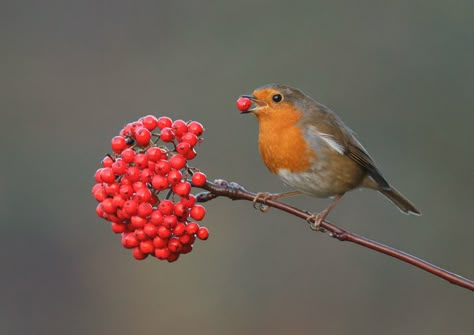 Robin Photography, Wild Birds Photography, European Robin, Robin Bird, Bird Watcher, Bird Drawings, Wildlife Animals, Animals Of The World, Bird Photography