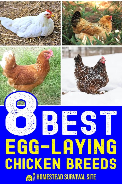 8 Best Egg-Laying Chicken Breeds Laying Hens Breeds, Best Laying Hens, White Leghorn Chicken, Chickens Backyard Breeds, Chicken Breeds For Eggs, Best Laying Chickens, Leghorn Chickens, Laying Chickens Breeds, Chicken Raising