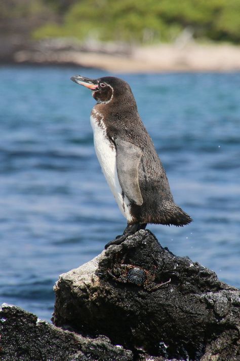 Galapagos, Isla Isabela, Punta Moreno | Galapagos penguin (Spheniscus mendiculus) Penguin Poster, Galapagos Penguin, Wild Duck, Flightless Bird, Aquatic Animals, Galapagos Islands, Endangered Animals, Cute Penguins, Sea Birds