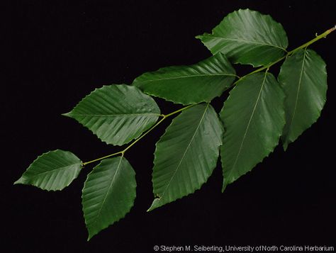 Fagus grandifolia (American beech or North American beech) is the species of beech tree native to the eastern United States and Canada. The genus name Fagus is Latin for "beech", and the species name grandifolia comes from grandis "large" and folium "leaf". American Beech Tree, Beech Tree Leaves, Beech Leaf, Beech Trees, Art Jewelry Design, Beech Tree, House Projects, Tree Tattoo, Tree Leaves