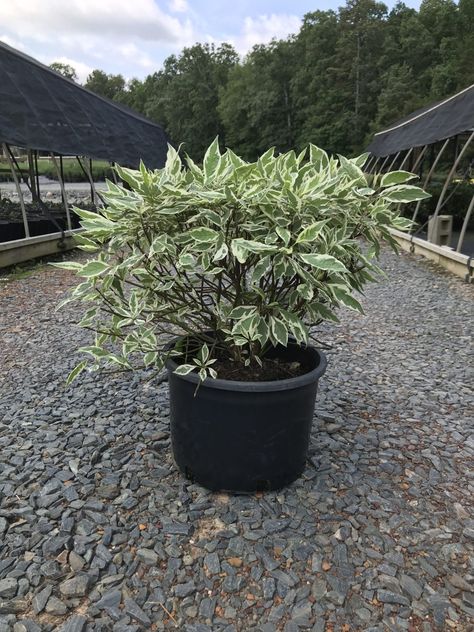 Ivory Halo Red Twig Dogwood, Devon House, Red Twig Dogwood, Twig Dogwood, Gardening Landscaping, Get Directions, Creamy White, Devon, Green Leaves