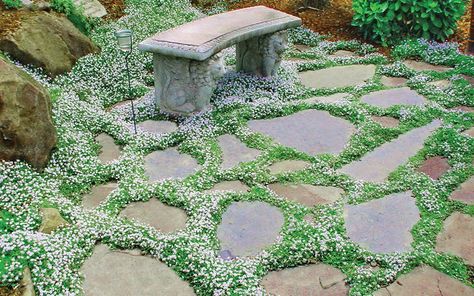 The Best Plants to Grow Between Stepping Stones & Pavers from Wilson Bros Gardens Blue Star Creeper, Lysimachia Nummularia, Garden Pavers, Flagstone Path, Garden Stepping Stones, Stone Walkway, Stone Pathway, Garden Steps, Ground Cover Plants