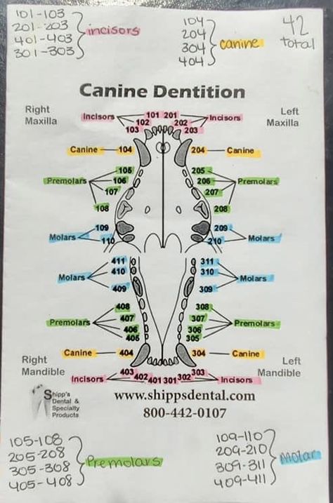 Vet Tech Uniform, Vet Med Terminology, Anesthesia Monitoring Vet Tech, Veterinary Medical Terminology, Vet Tech Prep Power Pages, Vet Anesthesia Monitoring, Vet Nurse Notes, Vet Study Notes, Vet Med Cheat Sheet