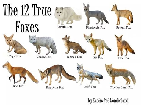 True foxes Fox Types, Types Of Foxes, Fox Species, Ferrets Care, Swift Fox, Pig Breeds, Animal Meanings, Fantastic Fox, Dog Breeding