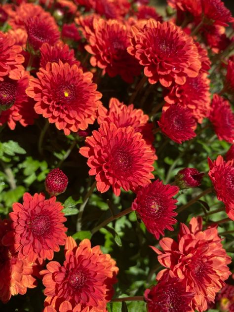 Chrysanthemum Flower, Beautiful Flowers Pictures, Flower Pictures, Chrysanthemum, Red Flowers, Secret Garden, Planting, Tulips, Planting Flowers