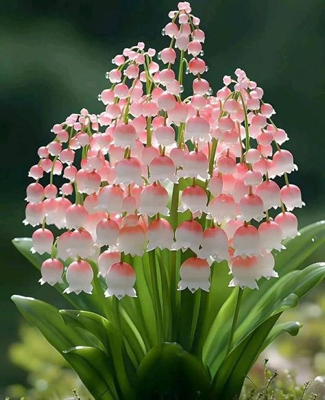 Flower Garden Images, Convallaria Majalis, David Attenborough, Garden Images, Wallpaper Nature Flowers, Unusual Flowers, Flower Art Images, Beautiful Bouquet Of Flowers, Beautiful Flowers Pictures