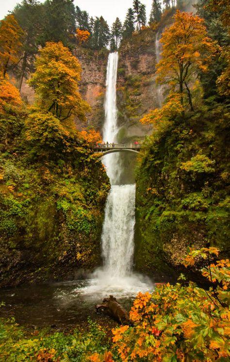 The Columbia River Gorge in Oregon is amazing. After 8 different waterfalls I stumbled upon Oregon's largest: Multnomah Falls. Multnomah Falls Oregon, Autumn Waterfalls, Oregon Landscape, Waterfall Paintings, Scenic Pictures, Multnomah Falls, Instagram Autumn, Columbia River Gorge, Waterfall Photography