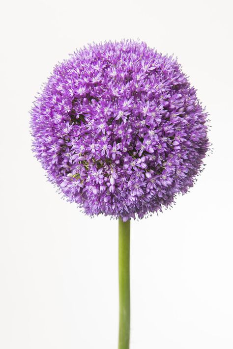 Alliums Bright Flowers, Flower Market, Purple Flowers, Flower Decorations, Dandelion, Wedding Flowers, Purple, Plants, Flowers