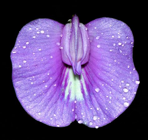 Flower from the genus Clitoria in the Cockpit region of Jamaica. Clitoria Flower Tattoo, Divine Sexuality, Tattoo Flowers, Hee Hee, Unusual Flowers, George Strait, Floral Notes, Exotic Flowers, Crystal Gems