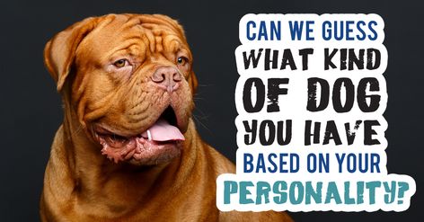 Can We Guess What Kind Of Dog You Have Based On Your Personality? - Quiz - Quizony.com Dog Quiz, Women Poetry, What Kind Of Dog, Personality Characteristics, What Dogs, Health Careers, Kinds Of Dogs, Types Of Dogs, Personality Quiz