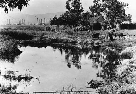 Tar Pit, La Brea Tar Pits, San Gabriel Mountains, Miracle Mile, La Brea, California History, Olden Days, Bunker Hill, Hollywood Boulevard