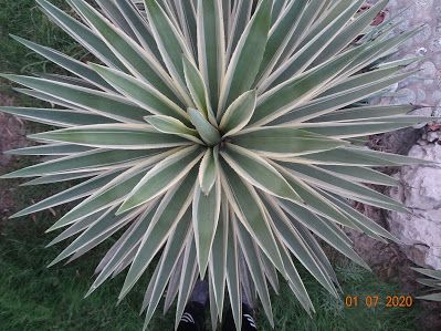 Plants of Lahore - Pakistan: Agave angustifolia, Caribbean agave, Best Home Security System, Home Alarm System, Alarm Systems For Home, Home Security Tips, Window Security, Diy Home Security, Wireless Home Security Systems, Best Home Security, Wireless Home Security