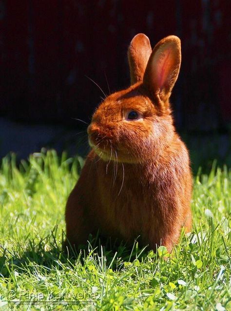 This is the kind of bunny I want when I'm an old lady--A thrianta rabbit. It looks like a ginger. I'd also be happy with a Holland Lop. Thrianta Rabbit, Ginger Bunny, Ginger Rabbit, Fluffy Bunnies, Bunny Heart, Bunny Hutch, Rabbit House, Rabbit Rabbit Rabbit, Raising Rabbits