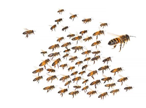 Swarm Of Bees, Bee Swarm, In Flight, Vector Photo, Premium Photo, White Background, Flight, Vector Images, Bee