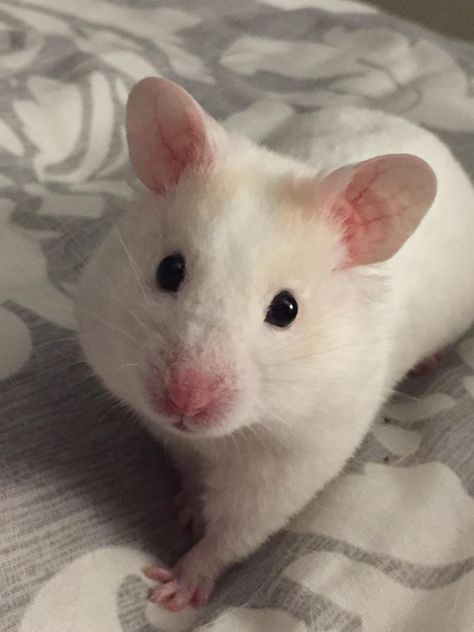 White Hamster Aesthetic, White Rat, Hamster Life, Hamster Habitat, Baby Hamster, Funny Hamsters, Cute Small Animals, Cute Rats, Hams