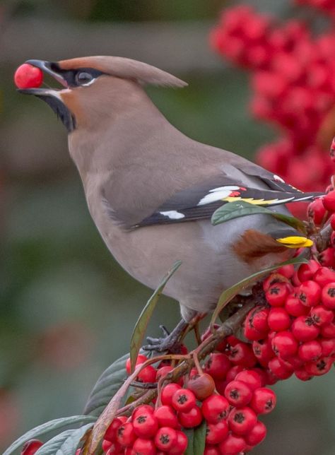 By Jeff Lack Wildlife & Nature Bohemian Waxwing, Cedar Waxwing, Most Beautiful Birds, Most Beautiful Animals, Bird Photos, Bird Pictures, Exotic Birds, Pretty Birds, Bird Photo