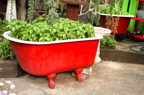 Patio Container Gardening, Basil Herb, Portable Garden, Patio Planters, Garden Tub, Unusual Plants, Garden Lovers, Planting Herbs, Flower Planters