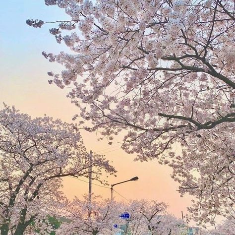 사진 촬영 포즈, Japan Aesthetic, Aesthetic Japan, Spotify Covers, Japanese Aesthetic, Blossom Trees, Playlist Covers, City Aesthetic, Nature Aesthetic