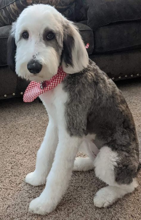 Bernadoodle Short Haircut, Sheepadoodle Summer Haircut, Bernedoodle Haircut Styles Short, Curly Bernedoodle, Sheepadoodle Haircut Styles, Bernadoodle Haircuts, Aussiedoodle Haircut Styles, Sheepadoodle Grooming Styles, Sheepadoodle Haircut