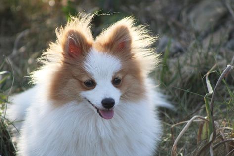 Si vous souhaitez adopter un chien plein de joie de vivre, alors ces neuf races de chien qui sont toujours contentes devraient beaucoup vous plaire. Avec ces dernières, vous ne risquez pas de vous sentir triste ou déprimé. Le Spitz nain, parmi les races qui sont toujours contentes Le tout petit chien Spitz nain se […] L’article Voici 9 races de chien qui sont toujours contentes</... Shiba Inu, Golden Retriever, Labrador Retriever, Labrador, Dogs, Animals