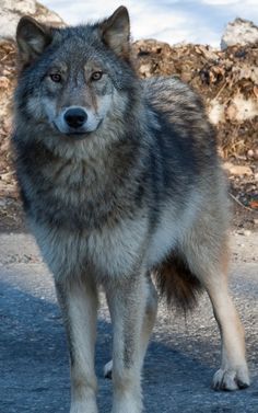 beautiful grey wolf Photo by Soren Hedberg, 2010. Wolf World, Wolf Images, Wolf Pup, Wolf Tattoo Design, Wolf Photos, Gray Wolf, Timber Wolf, Wolf Love, Property Brothers