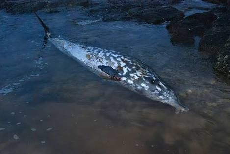 Beaked Whale, Dreamy Ocean, Blue Planet, Scarring, Bird Tree, Whales, Under The Sea, Reptiles, Dolphins