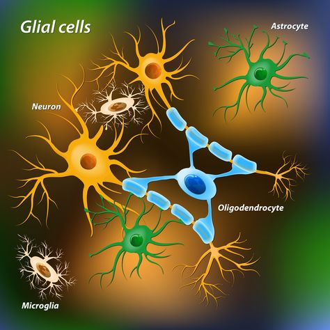 Physician Assistant School, Glial Cells, White Matter, Science Illustration, Neurological Disorders, Brain Damage, Quantum Mechanics, Neurology, Anatomy And Physiology